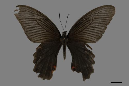 Papilio protenor protenor[黑鳳蝶][00101993]