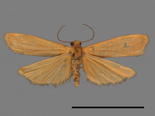 Tigrioides immaculatus[黃苔蛾][00022330]