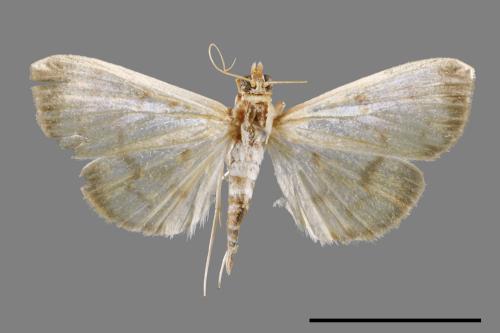 <已分類>Family：Crambidae[草螟科][00026949]