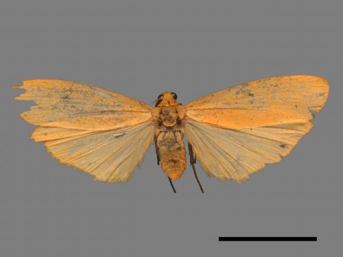 Eilema magnata[巨土苔蛾][00039823]