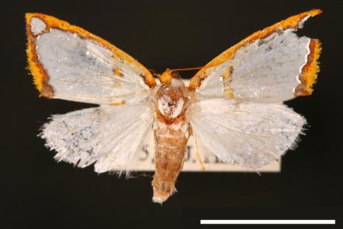 Titulcia confictella[斑表瘤蛾][00004873]