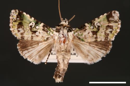 Yula muscosa[00001886]