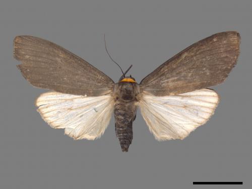 Paraona staudingeri[烏閃苔蛾][00039733]