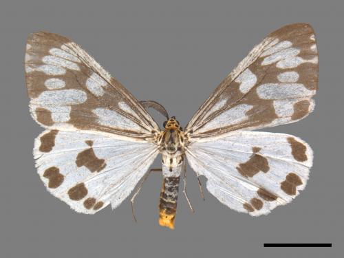 Nyctemera adversata[粉蝶燈蛾][00047724]
