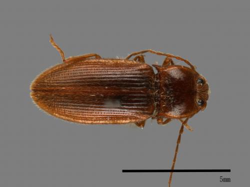 <已分類>Family：Elateridae[叩頭蟲科][00083877]