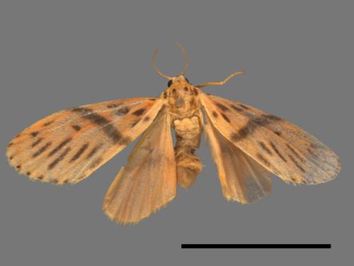 Asura acteola[台條紋豔苔蛾][00014789]