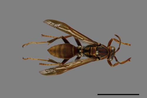 Polistes formosanus[00100285]