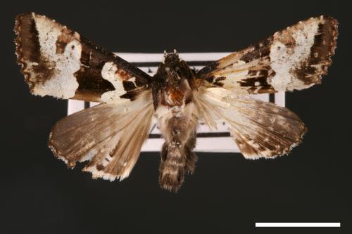 Phlogophora albovittata[白斑錦夜蛾][00002030]