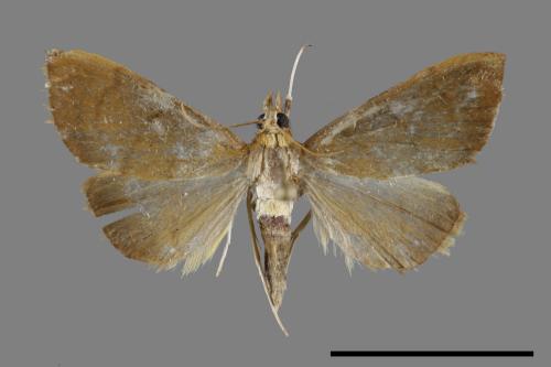 <已分類>Family：Crambidae[草螟科][00092300]