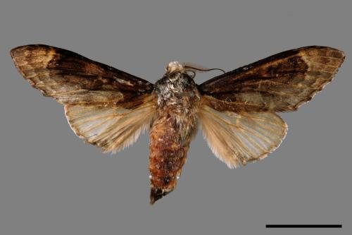 Fentonia baibarana[平紛舟蛾][00057848]