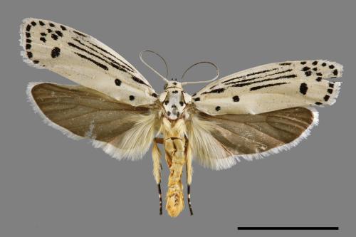 Ethmia lineatonotella[點帶織葉蛾][00061452]