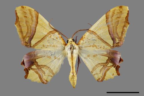 Trotocraspeda divaricata[金黃歧帶尺蛾][00093433]