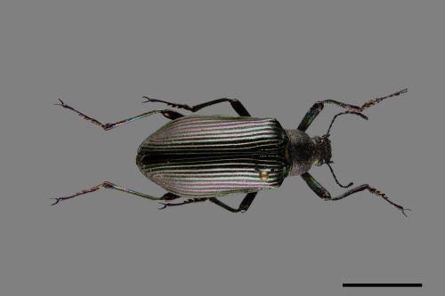 <已分類>Family：Tenebrionidae[擬步行蟲科][00084790]