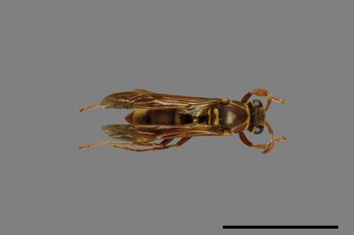 Polistes shirakii[shirakii][00072746]