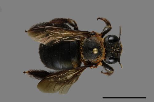 Xylocopa collaris sauteri[白領帶木蜂紹德亞種][00074773]