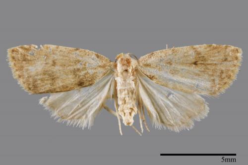 <已分類>Family：Noctuidae[夜蛾科][00008386]