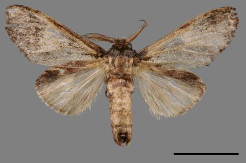 Vaneeckeia pallidifascia centrobrunnea[褐丸舟蛾][00045858]