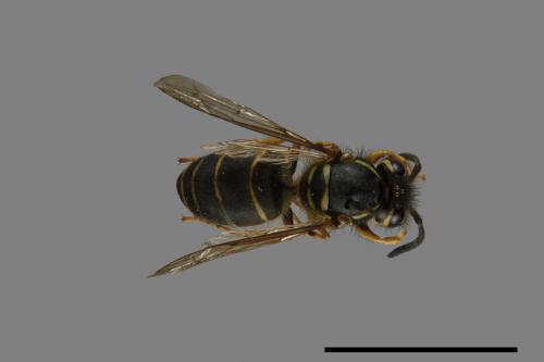 Vespula flaviceps[細黃胡蜂][00073314]