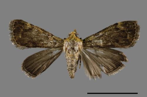 <已分類>Family：Pyralidae[螟蛾科][00064360]