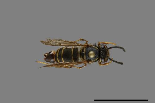 Vespula flaviceps[細黃胡蜂][00073198]