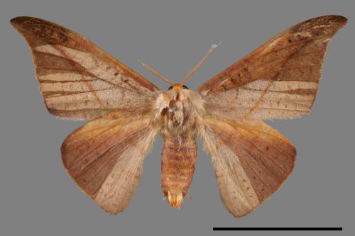 Oreta insignis[交讓木鉤蛾][00020102]