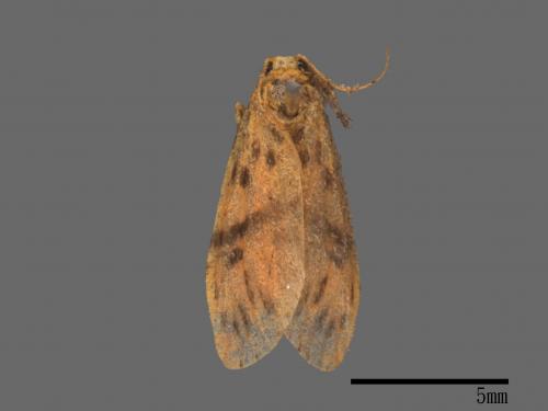 Asura acteola[台條紋豔苔蛾][00038149]