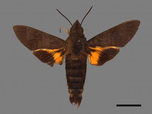 Macroglossum corythus luteata[黃紋長喙天蛾][00030572]