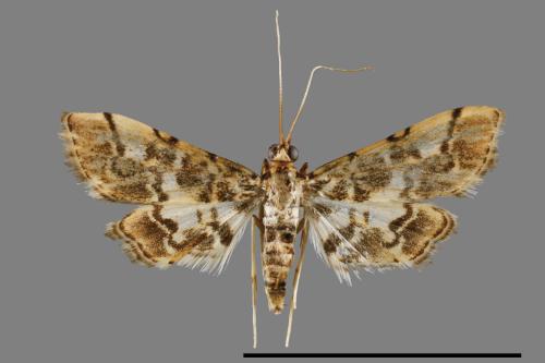 <已分類>Family：Crambidae[草螟科][00031451]