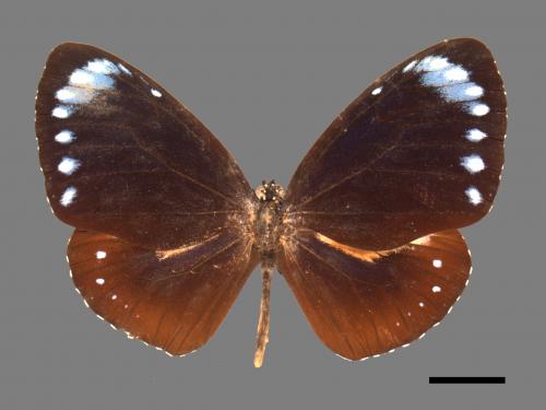 Euploea tulliolus koxinga[小紫斑蝶][00013446]