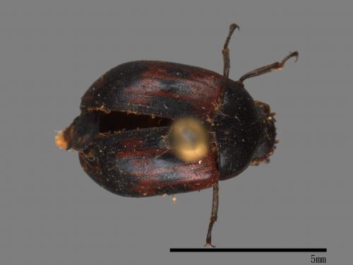 <已分類>Family：Chrysomelidae[金花蟲科][00081754]