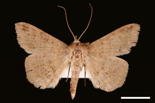 Ericeia inangulata[00030098]