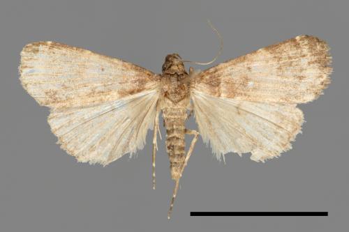 <已分類>Family：Noctuidae[夜蛾科][00011176]