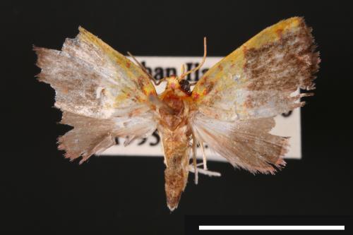 Siglophora sanguinolenta[內黃血斑瘤蛾][00004821]