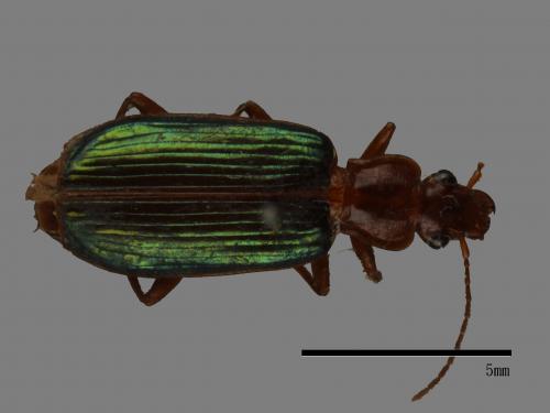 <已分類>Family：Carabidae[步行蟲科][00092705]