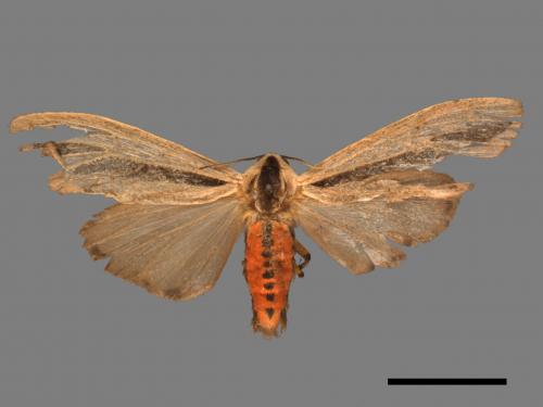 Creatonotos gangis[黑條灰燈蛾][00050680]