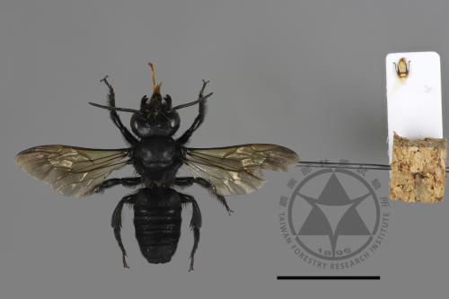 Megachile atrata[00197141]