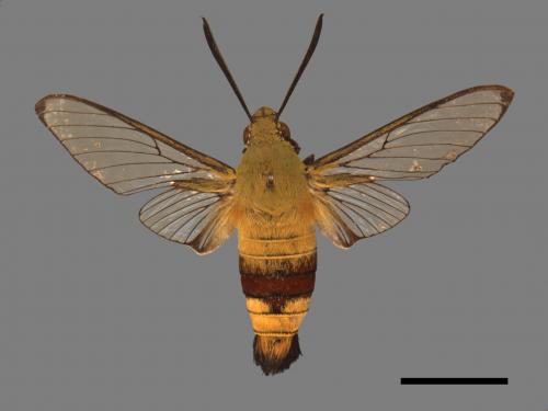 Cephonodes hylas[大透翅天蛾][00016899]