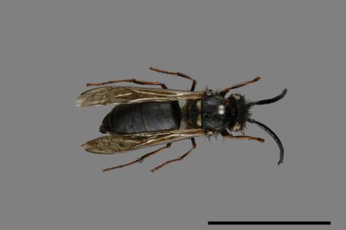 Vespula flaviceps[細黃胡蜂][00072927]