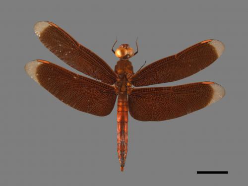 Neurothemis ramburii ramburii[善變蜻蜓][00103244]