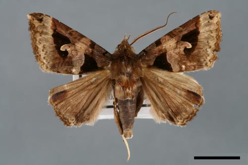 Avatha chinensis[梟宇夜蛾][00006003]