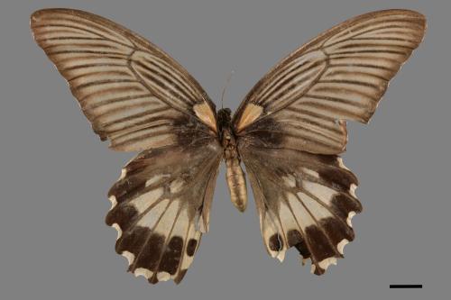 Papilio memnon heronus[大鳳蝶][00014117]