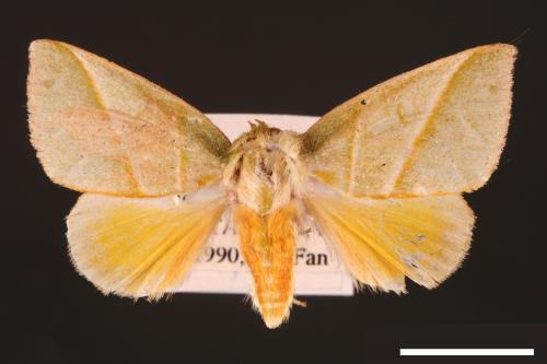 Hylophilodes tsukusensis[00004446]