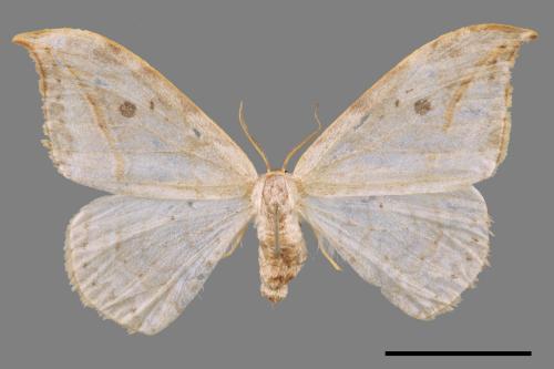 Drepana pallida nigromaculata[ㄧ點鉤蛾][00056324]