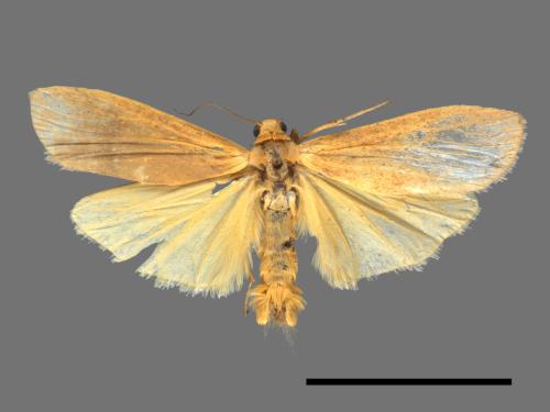 Eilema ratonis[凸紋土苔蛾][00050358]
