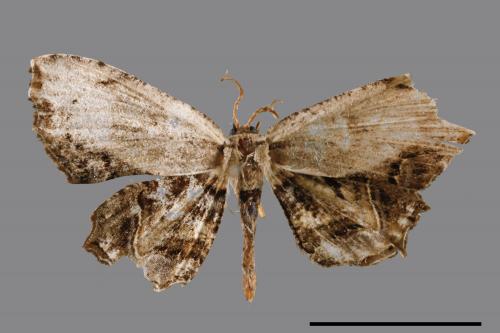 Dysaethria erasaria[蕈紋雙尾蛾][00052626]