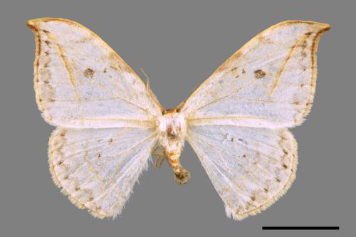 Drepana pallida nigromaculata[ㄧ點鉤蛾][00070898]