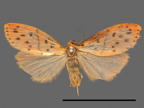 Asura acteola[台條紋豔苔蛾][00021780]