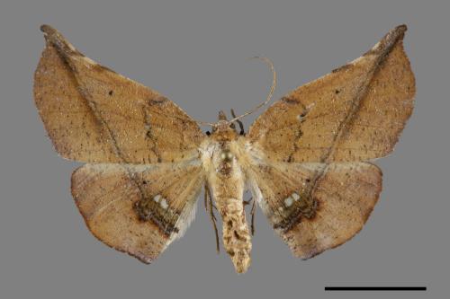 Garaeus apicata formosanus[後紋鈎角尺蛾][00091796]