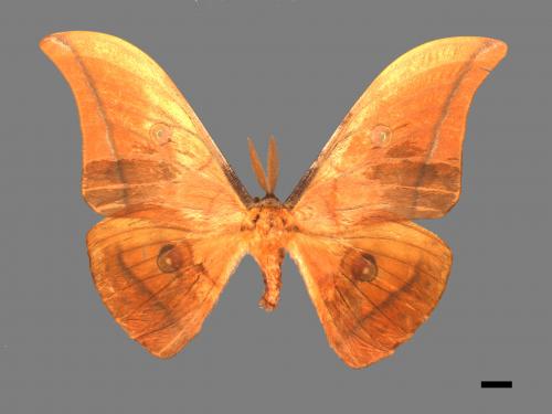 Antheraea yamamai superba[大透目天蠶蛾][00016151]