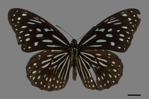 Tirumala septentrionis[小紋青斑蝶][00101567]